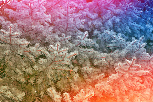 Preview: Blur. Frozen Winter Forest With Snow Covered Trees.