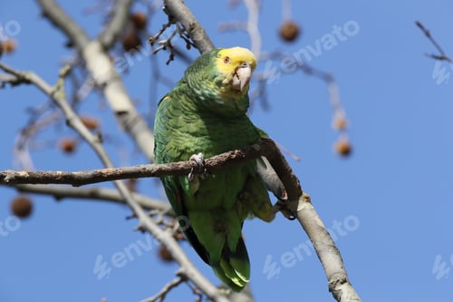 Preview: Yellow-Headed Amazon (Amazona Oratrix), Rosenstein Park, Stuttgart, Baden-Wuerttemberg