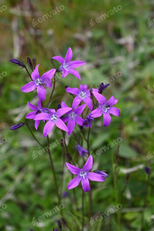 Preview: Blue Bell Flowers With Natural Background