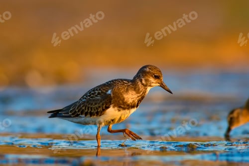 Preview: Water Bird Turnstone. Nature Background. Bird: Ruddy Turnstone. Arenaria Interpres