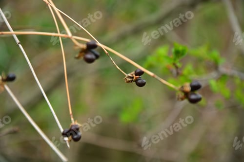 Preview: Twigs With Berries On Bokeh Background