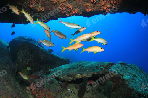 Preview: Beautiful Underwater Coral Reef And Fish