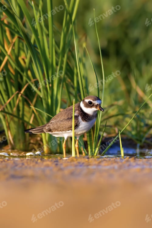 Preview: Nature And Bird. Cute Little Water Bird. Colorful Nature Background. Bird: Common Ringed Plover.