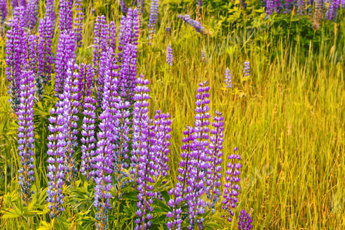 Preview: Summer Landscape With Beautiful Bright Lupine Flowers