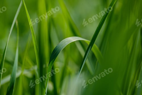 Preview: Green Grass In Meadow Pasture With Blur Effect. Macro Nature Textured Abstract Background
