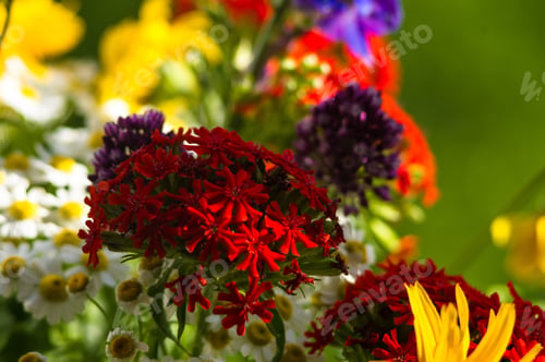 Preview: A Colorful Bouquet Of Bright Spring Flowers Of Various Types, Close-Up