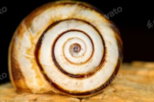 Preview: Snail Shell. Natural Colors And Background.