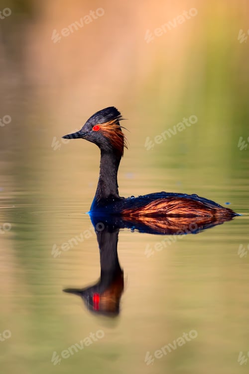 Preview: Water And Birds. Swimming Grebe. Yellow Green Water Background. Bird: Black Necked Grebe. Podiceps