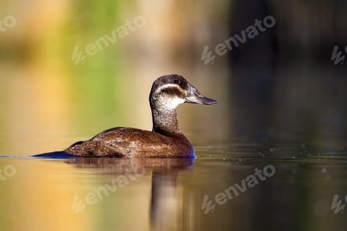 Preview: Swimming Duck. Colorful Nature Background. Bird: White Headed Duck. Oxyura Leucocephala.