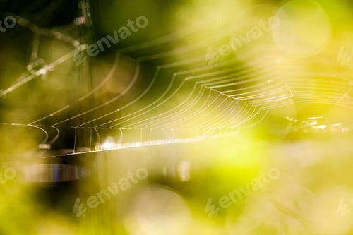 Preview: Abstract Composition With Spider Web Details And Natural Colors