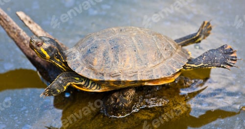 Preview: Western Painted Turtle, Chrysemys Picta