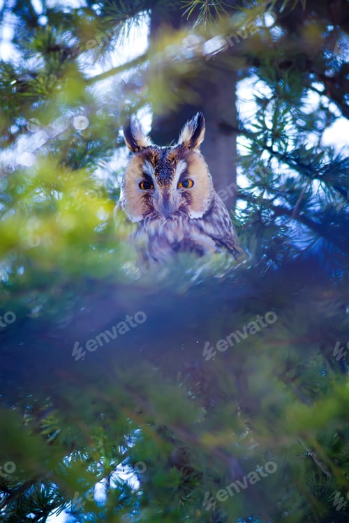 Preview: Forest And Owl. Green Pine Tree Background.