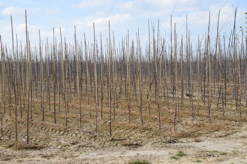 Preview: Rows Of Young Tree Saplings Tied To Bamboo Poles