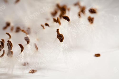 Preview: Abstract Composition With Dried Plants Seeds. Looks Like Dandelion Seeds