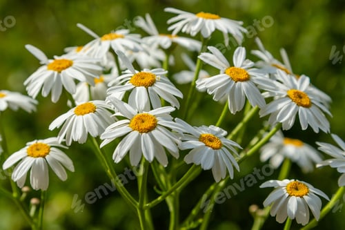 Preview: Tanacetum Corymbosum (Caucasian Chamomile) In Garden. Flowering Of Daisies. Oxeye Daisy