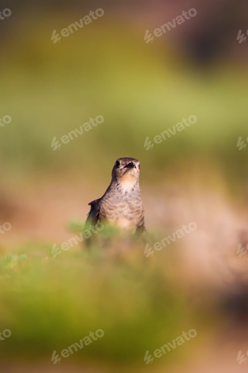 Preview: Cute Bird Collared Pratincole. Warm Colors Nature Background. Collared Pratincole / Glareola