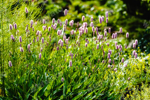 Preview: Polygonum Bistorta, Snakeroot, Snake-Root, Snakeweed In Spring Garden. Persicaria Bistorta Is
