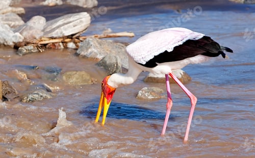 Preview: A Yellow Billed Stork Standing In The River, Tarangire National Park, Tanzania