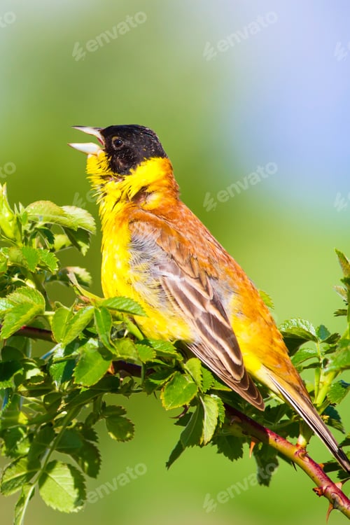 Preview: Cute Bird Singing. Green Nature Background. Bird On Green Branch Black Headed Bunting