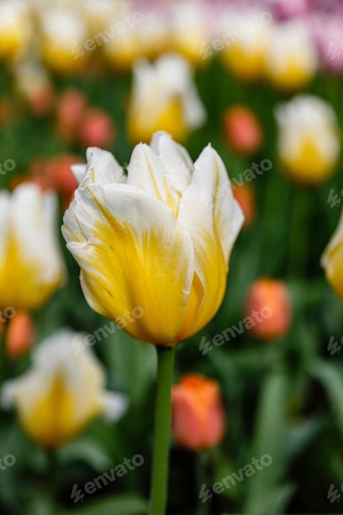 Preview: Yellow Tulips In The Garden. Sort Orange Cassini. Bulbous Plants In The Garden.