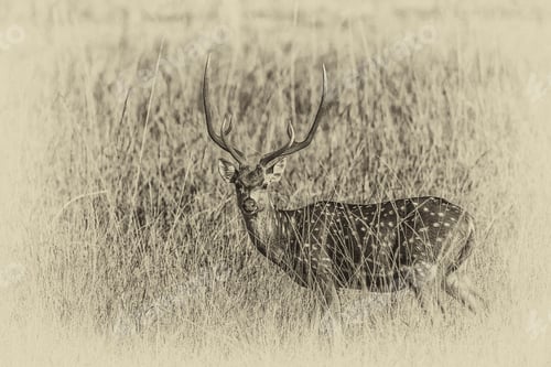 Preview: Chital Or Cheetal Deer (Axis Axis), Also Known As Spotted Deer Or Axis Deer In The Bandhavgarh