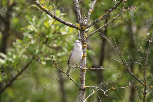 Preview: Lesser Whitethroat (Curruca Curruca) Sits On A Branch Germany