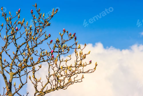 Preview: White Magnolia Flowers Branch On A Blue Sky Background
