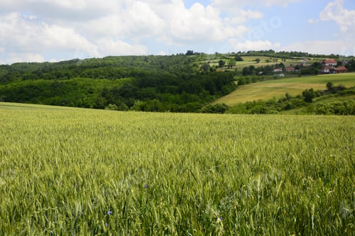Preview: Green Field Of Wheat.An Image Of Green Wheat Ears On The Field