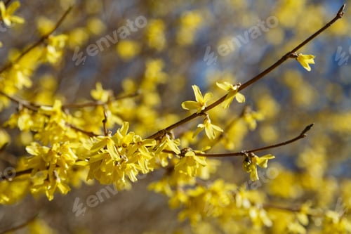 Preview: Border Forsythia Is An Ornamental Deciduous Shrub Of Garden Origin.Forsythia Flowers In Front Of