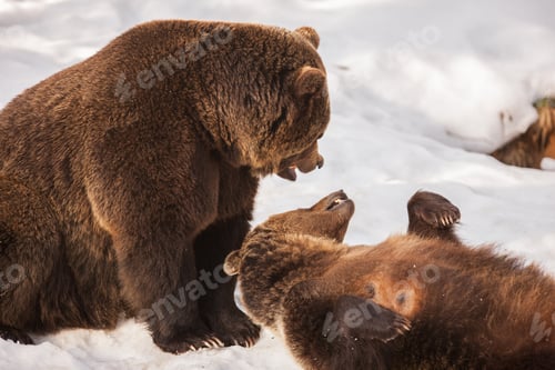 Preview: Brown Bears (Ursus Arctos) In Lake Clark National Park, Alaska, Usa