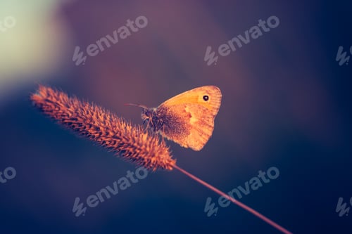 Preview: Vintage Photo Of Beautiful Butterfly
