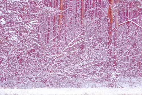 Preview: Frozen Winter Forest With Snow Covered Trees.