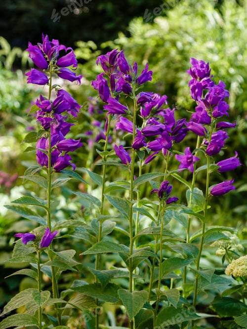 Preview: Purple Flower Of Campanula Latifolia In Summer Garden. Perennial Plants In The Garden. Purple
