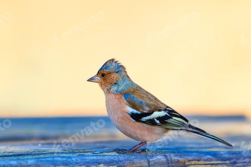 Preview: Cute Little Bird. Clean Background. Yellow Blue Nature Background. Common Chaffinch Fringilla