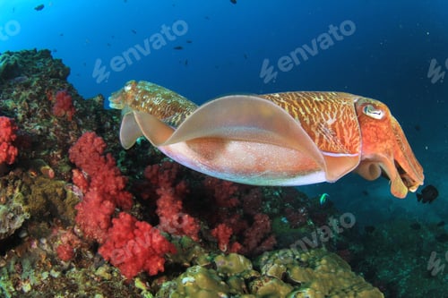 Preview: Cuttlefish Pair Mating