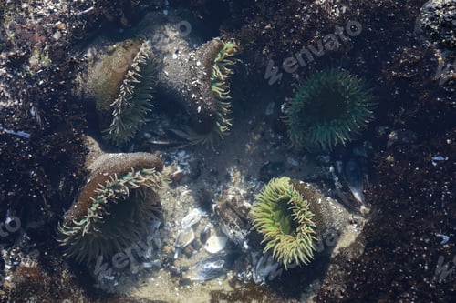 Preview: A Tidal Pool Filled With Sea Anemones And Mussels On The West Coast Oregon Usa