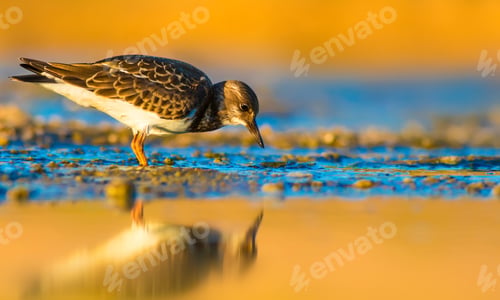 Preview: Water Bird. Warm Colors Nature Background.