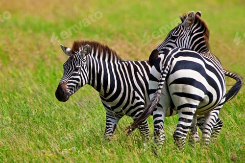 Preview: Zebras In The Serengeti National Park, Tanzania