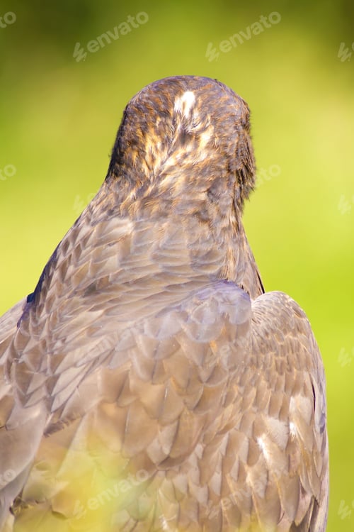 Preview: Bird Of Prey. Buzzard Portrait. Green Nature Background. Bird: Long Legged Buzzard. Buteo Rufinus.