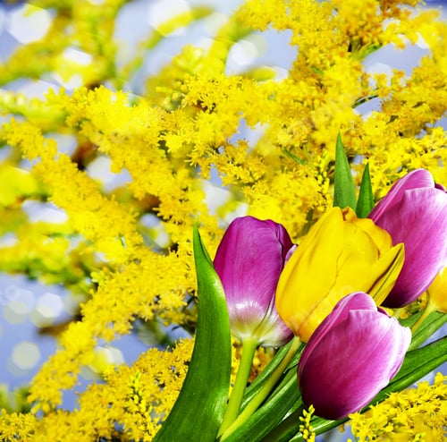 Preview: Flowers Tulips And Mimosa