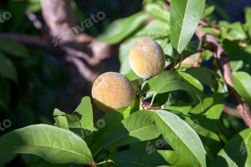 Preview: Small Peaches Ripening On Tree Branch. Close Up View Of Peaches Grow On Peach Tree Branch With