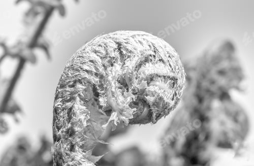 Preview: A Macro Photograph Of A Fern Fiddlehead In Monochrome.