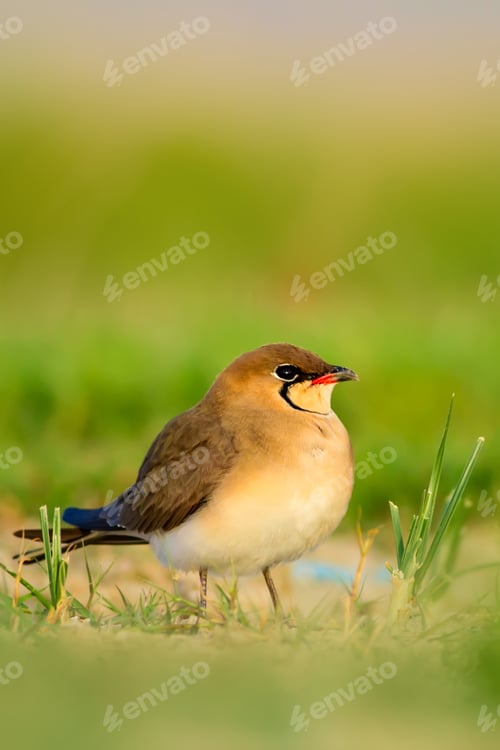 Preview: Cute Bird. Collared Pratincole. Glareola Pratincola