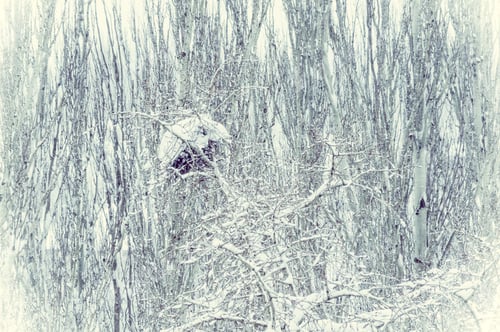 Preview: Winter Urban Frosty Landscape - Snow Covered Trees On Foggy Background