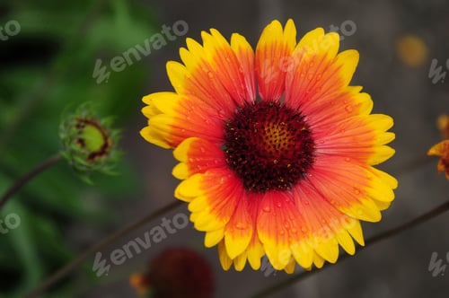 Preview: Gaillardia (Blanket Flower) In Bloom