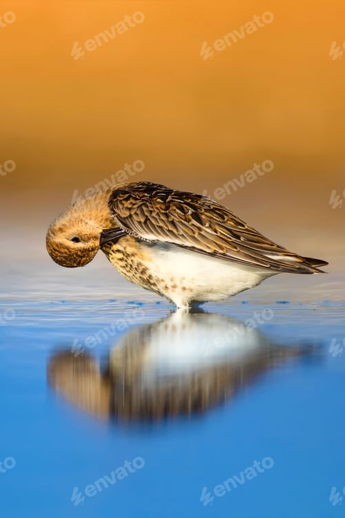 Preview: Colorful Nature And Water Bird. Blue Water, Yellow Sand Background. Bird: Curlew Sandpiper