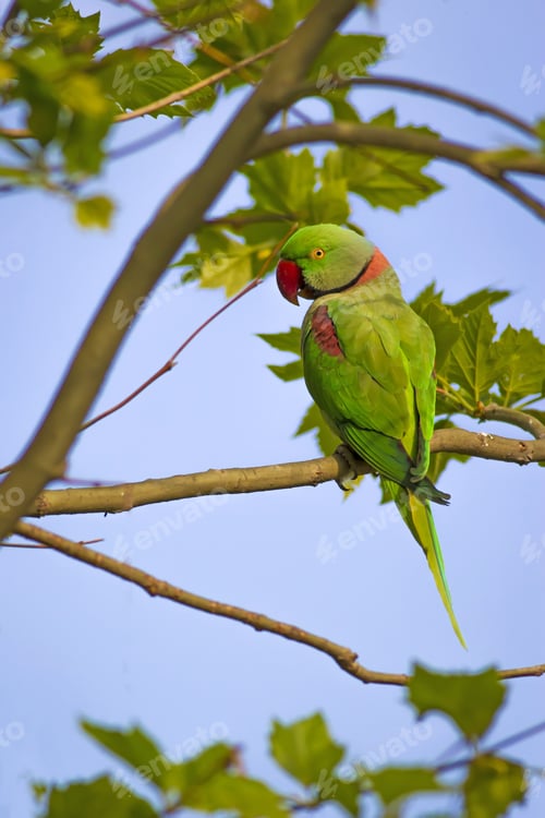 Preview: Green Red Parakeet. Natural Background. Alexandrine Parakeet. Psittacula Eupatria. İstanbul Turkiye.