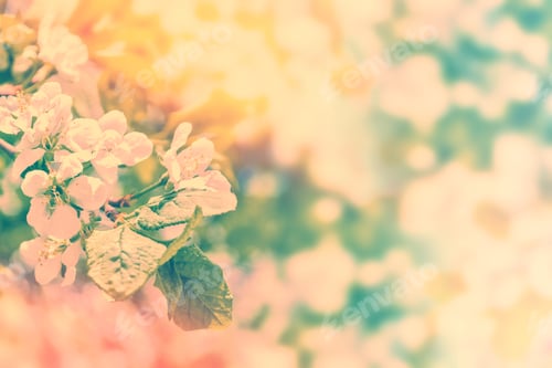 Preview: Blossoming Branch Cherry. Bright Colorful Spring Flowers
