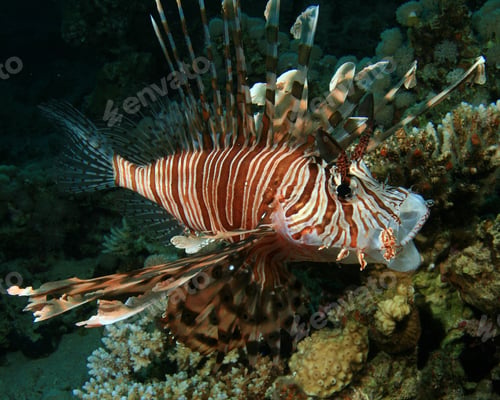 Preview: Lionfish