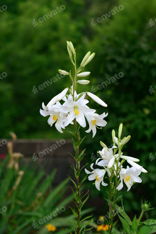 Preview: Lilium Longiflorum (Easter Lily) Blooming In The Garden